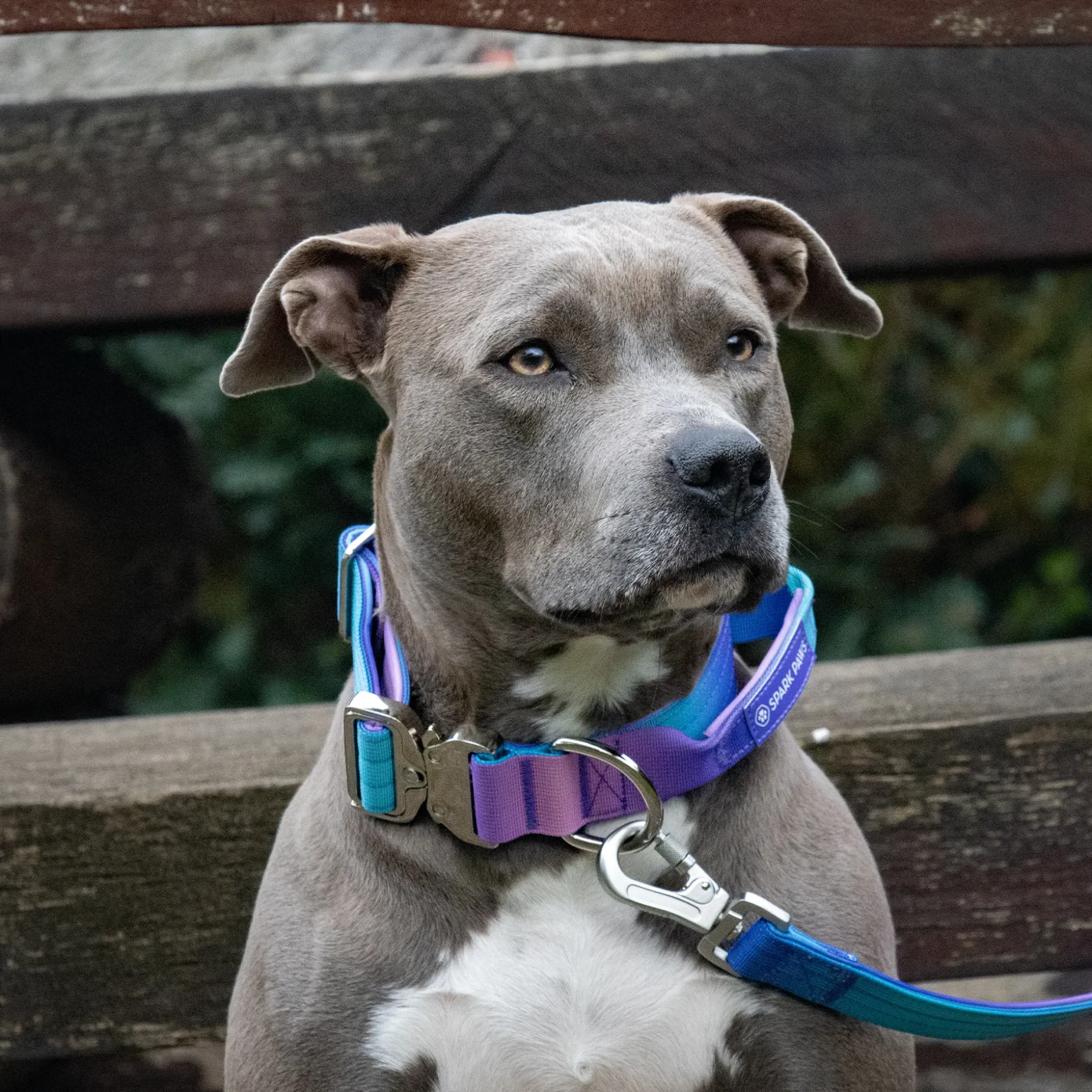 Comfort Control Collar and Multipurpose Leash Sets