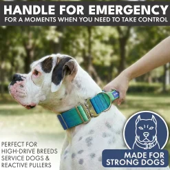 Comfort Control Collar and Multipurpose Leash Sets