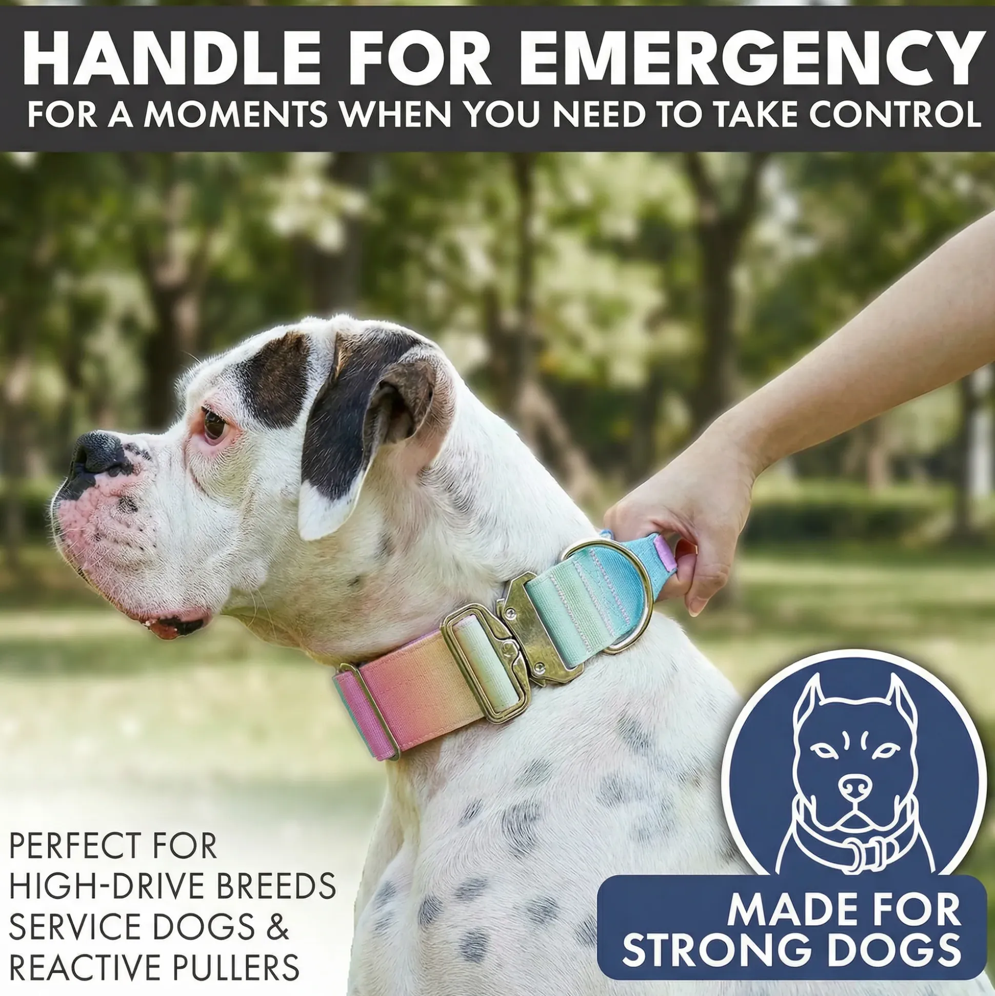 Comfort Control Collar and Multipurpose Leash Set - Pastel Icing