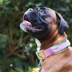 Comfort Control Collar and Multipurpose Leash Set - Pastel Icing