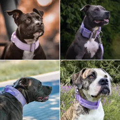 Comfort Control Collar - Lilac