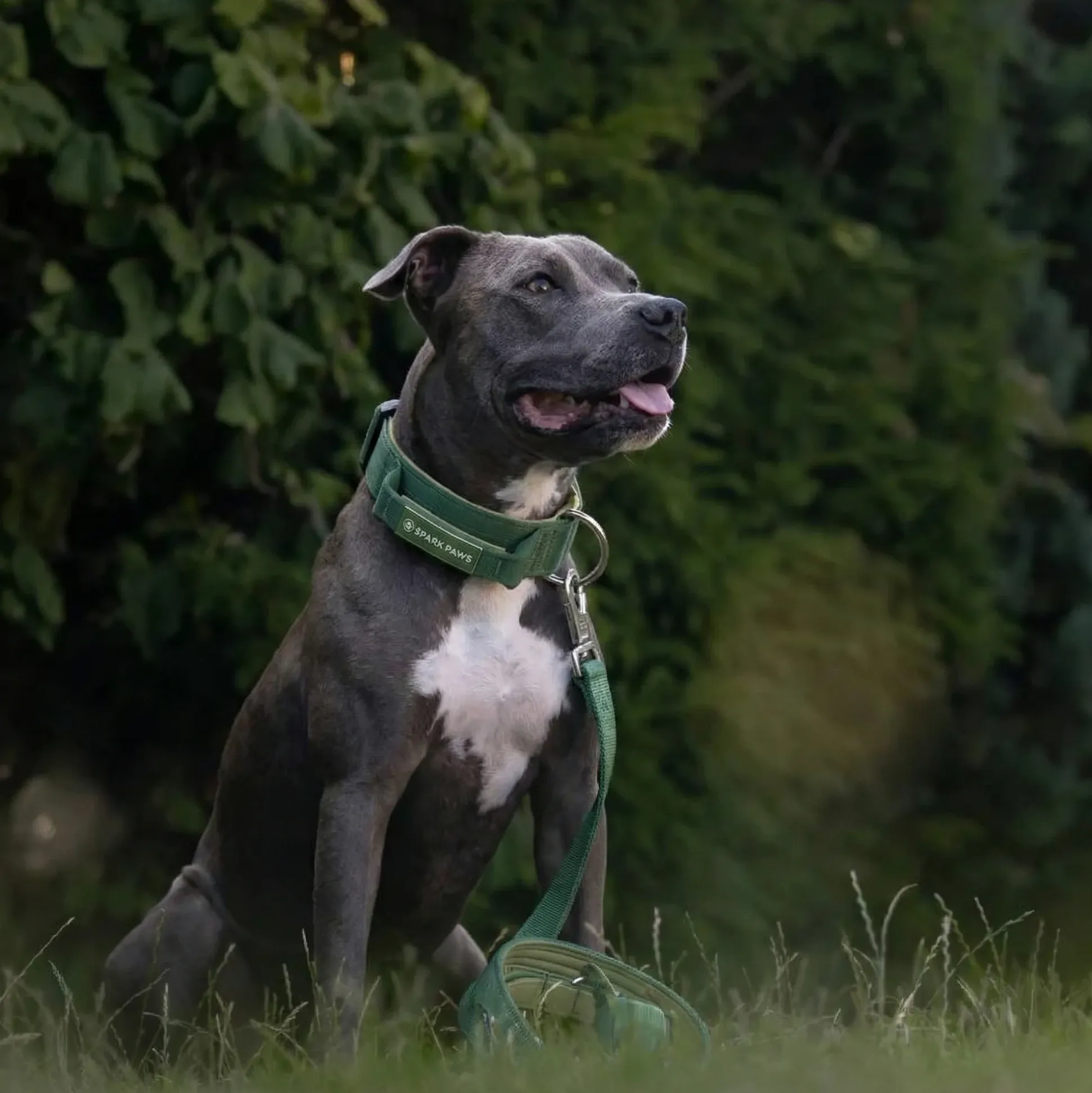 Comfort Control Collar Set - Army Green