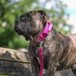 Comfort Control Collar Set - Fuchsia Camo