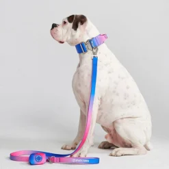 Comfort Control Collar Set - Snow Cone