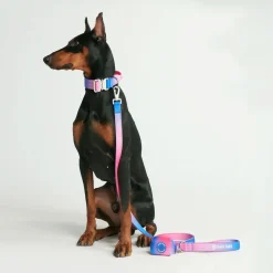 Comfort Control Collar Set - Snow Cone