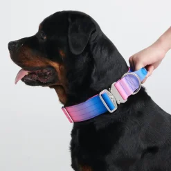 Comfort Control Collar Set - Snow Cone