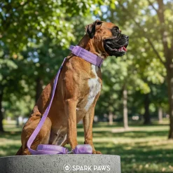 Comfort Control Dog Collar Sets