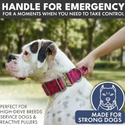 Comfort Control Dog Collar Sets