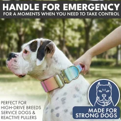 Comfort Control Dog Collar Sets