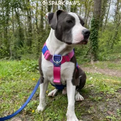 Comfort Control No-Pull Dog Harness - Snow Cone