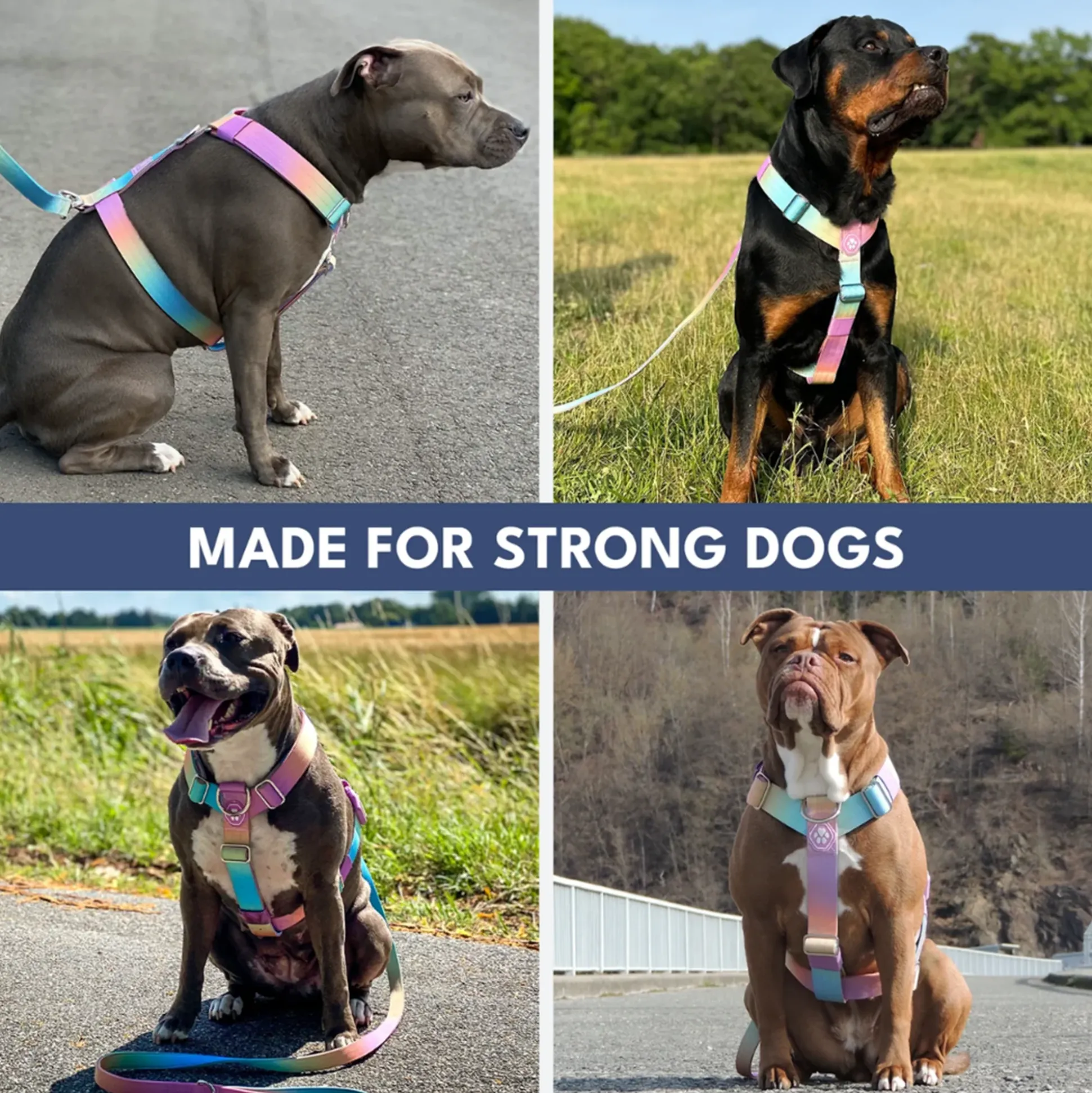 Comfort Control No-Pull Dog Harness and Multipurpose Leash Sets