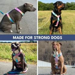 Comfort Control No-Pull Dog Harness - Pastel Icing