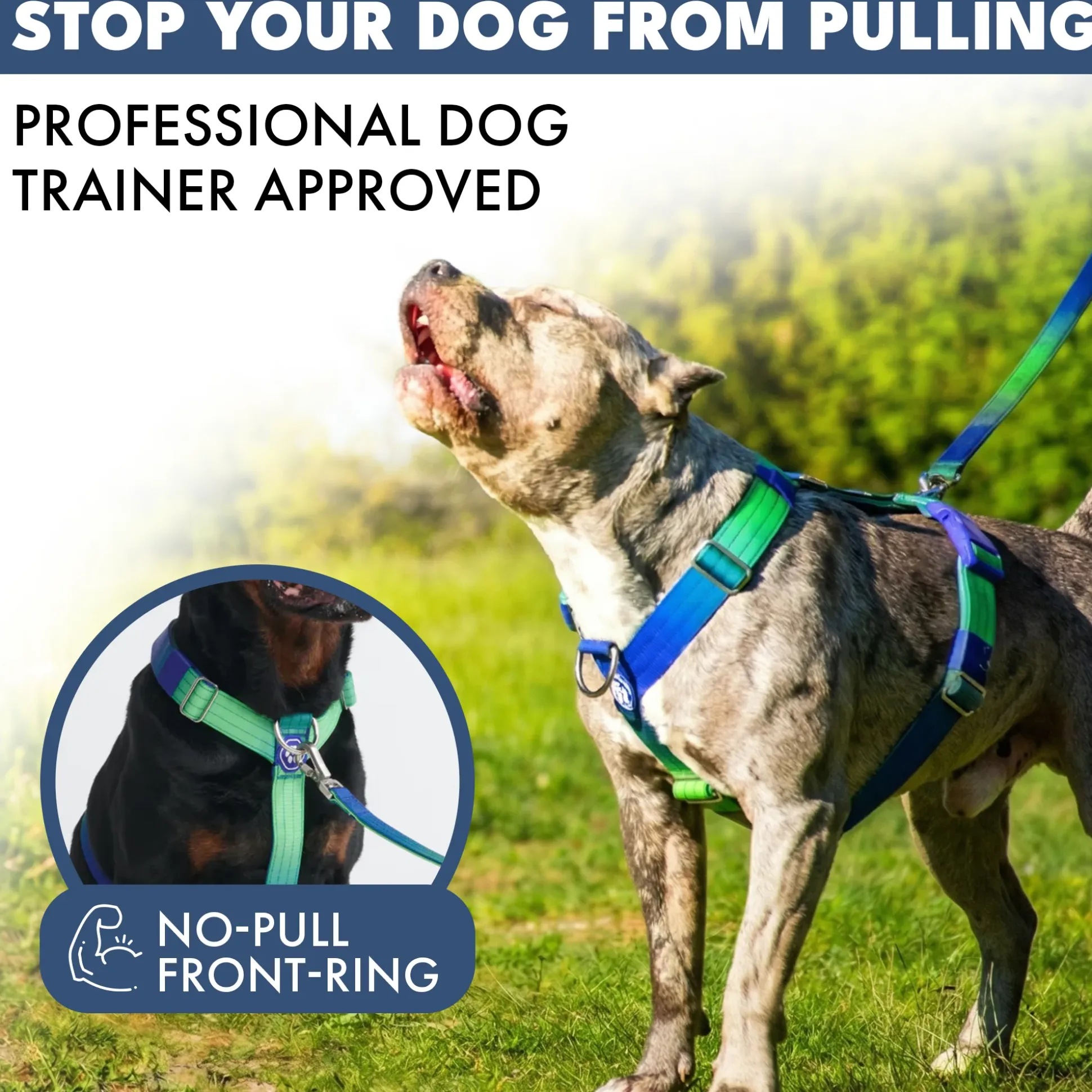 Comfort Control No-Pull Dog Harness - Lime Wave