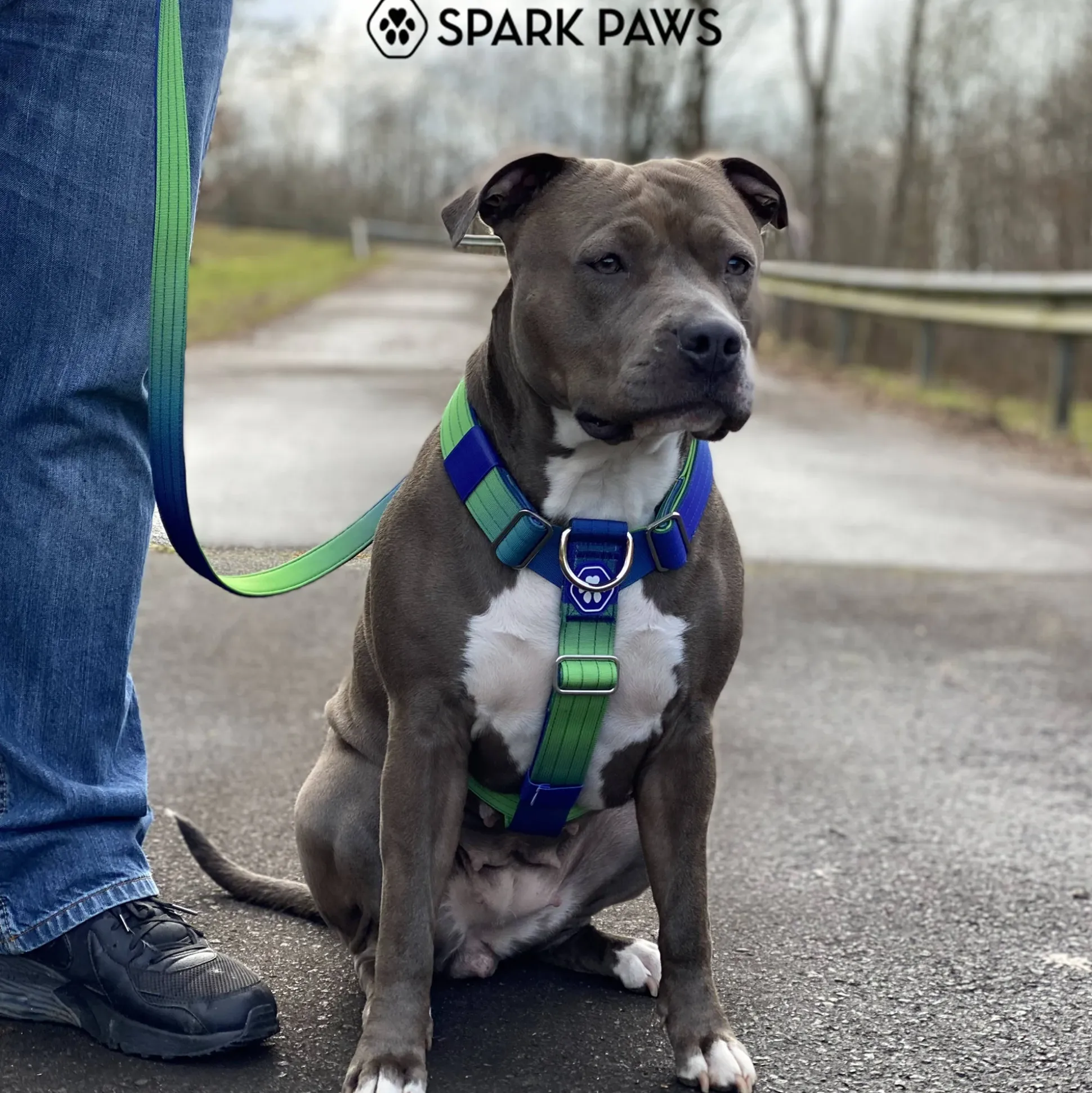 Comfort Control No-Pull Dog Harness - Lime Wave