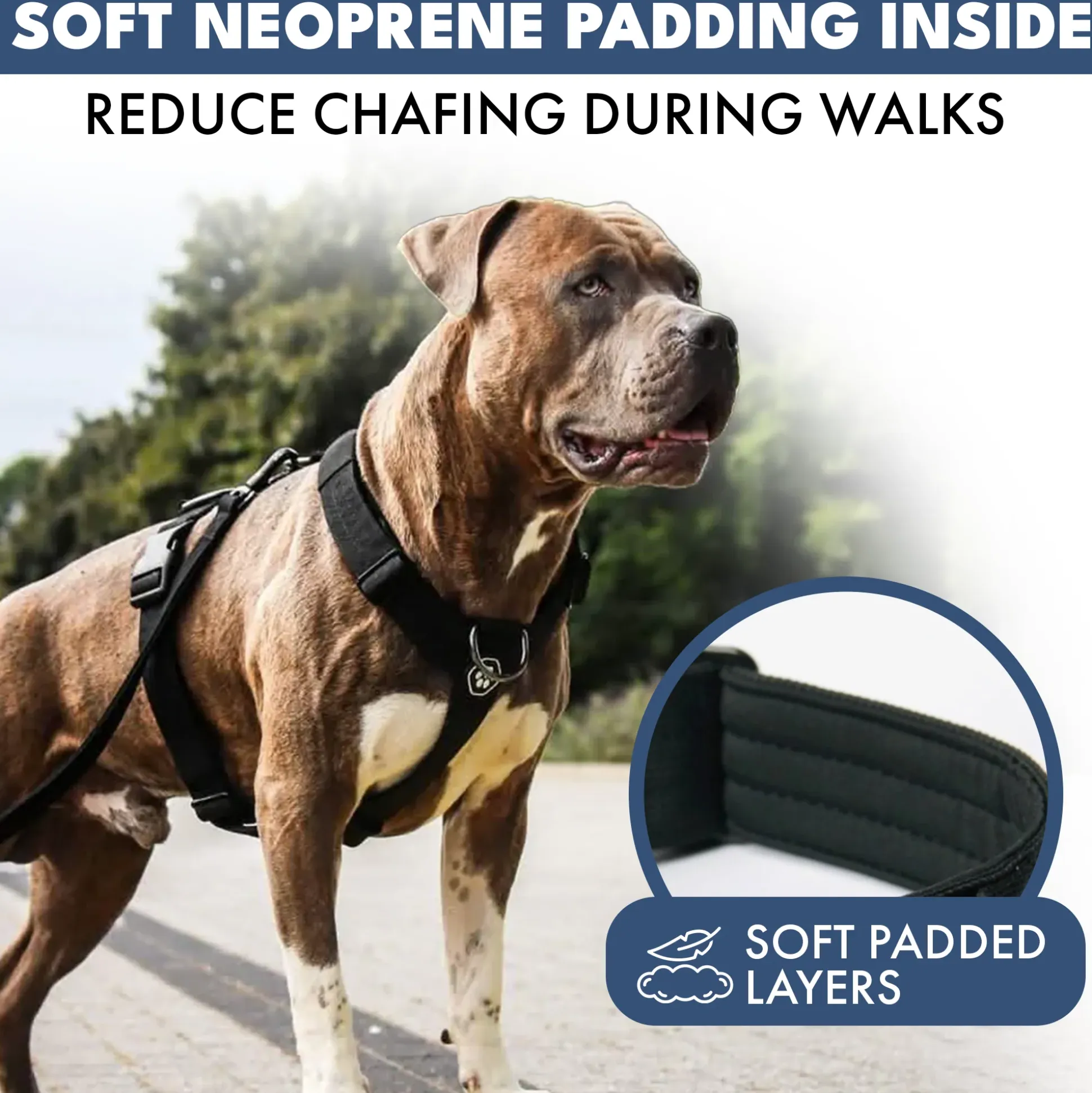 Comfort Control No-Pull Dog Harness - Black