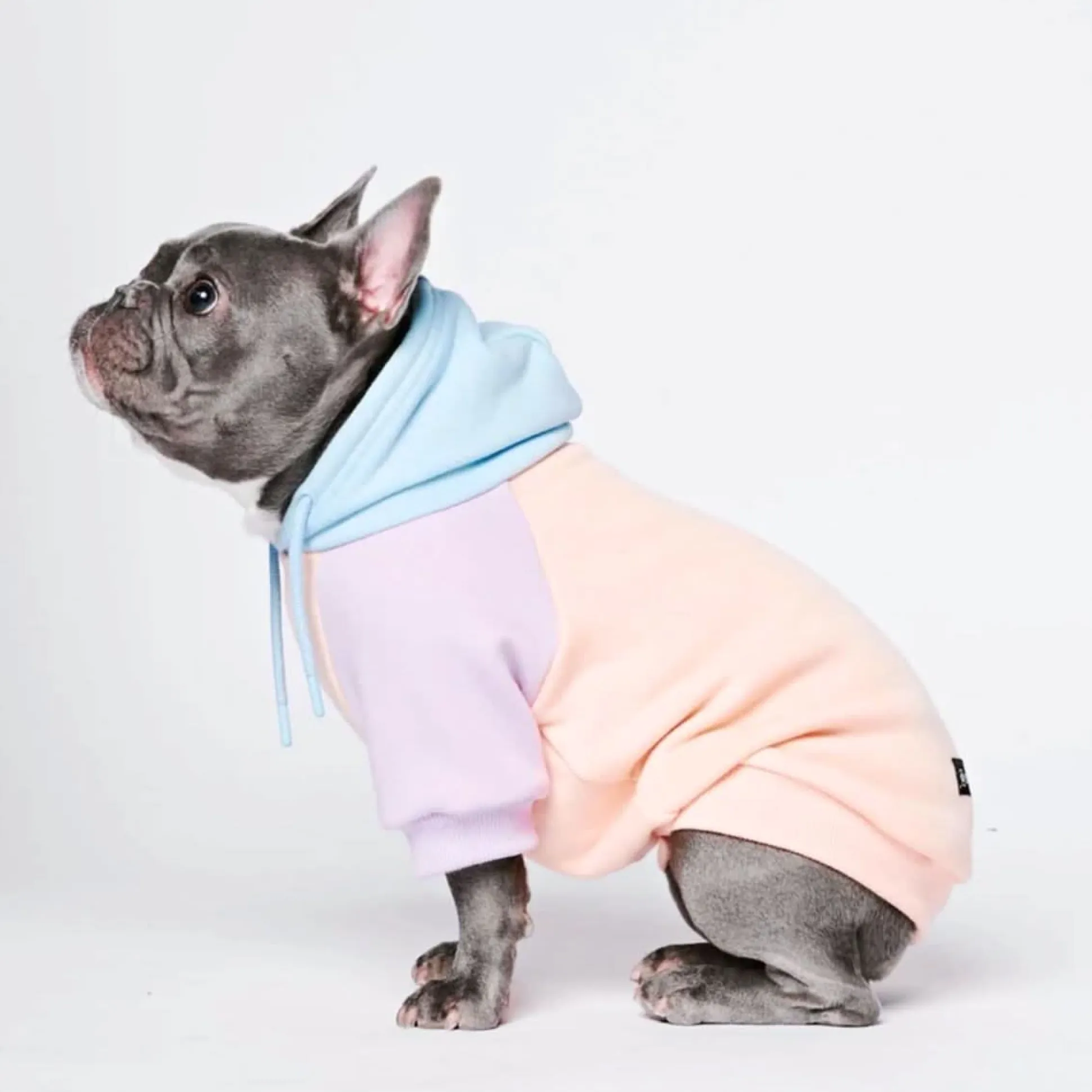 Cotton Candy Dog Hoodie