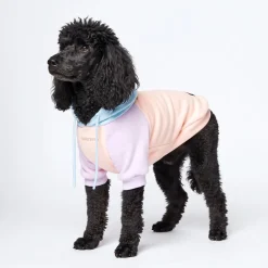 Cotton Candy Dog Hoodie