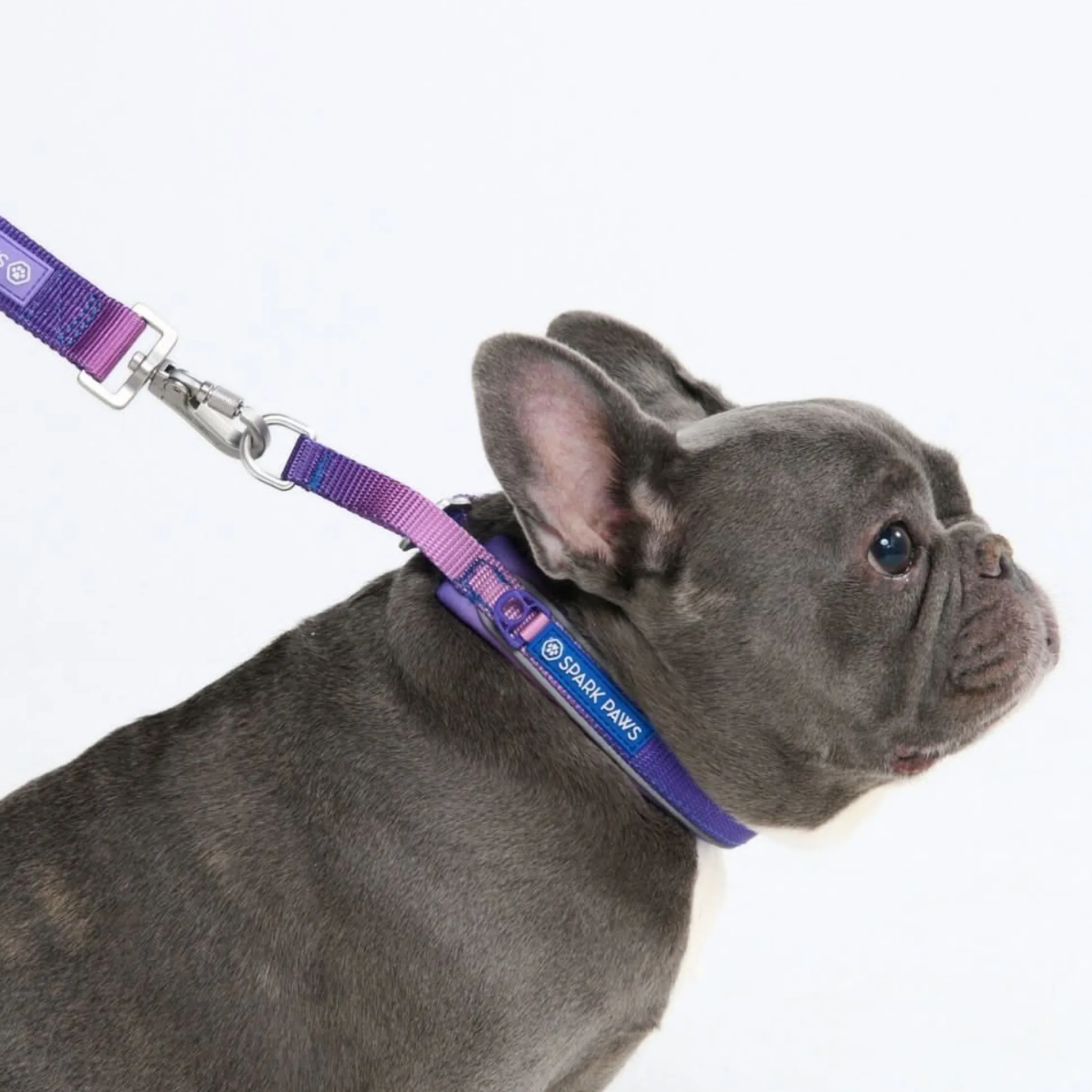 Cushioned Martingale Collar - 90s Retro