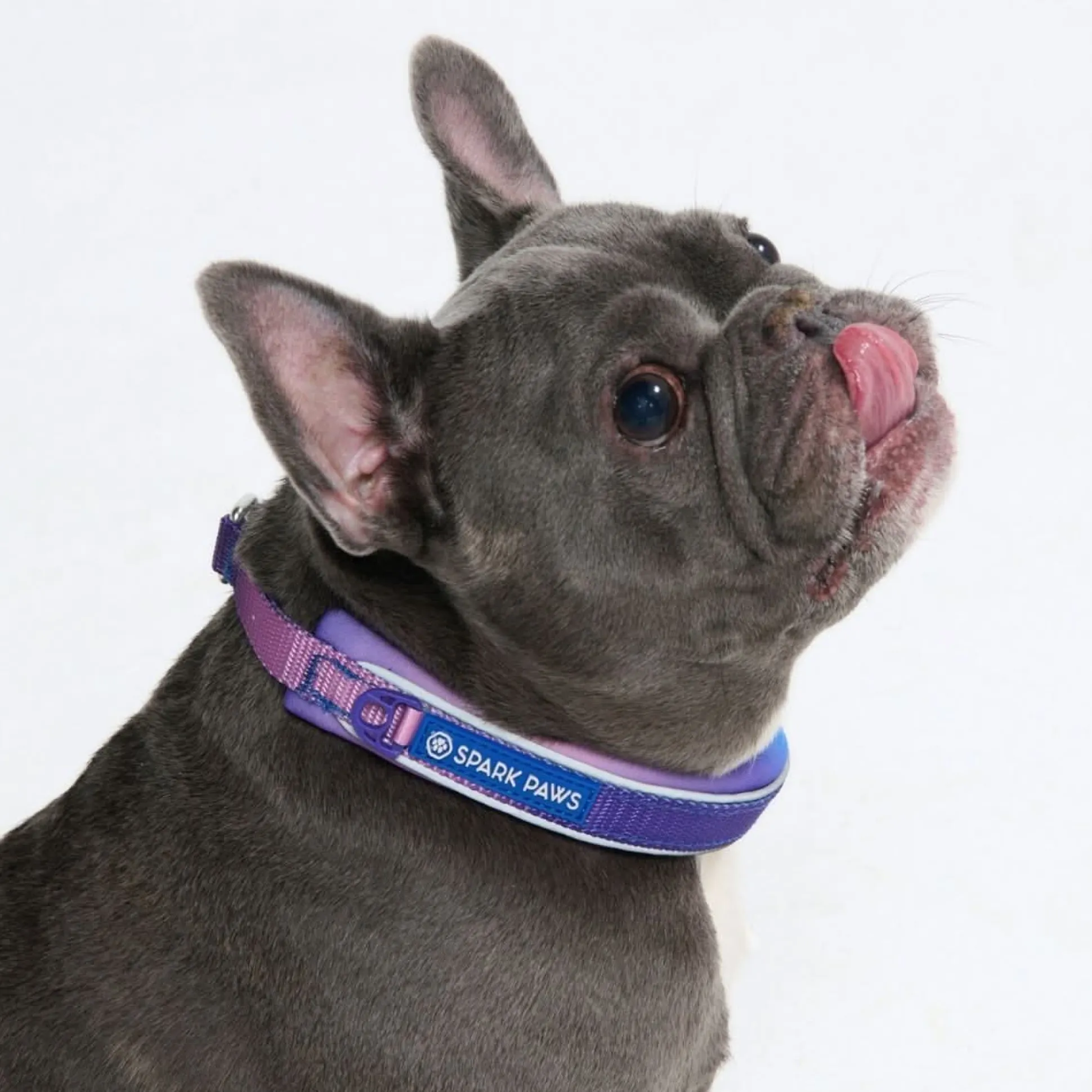 Cushioned Martingale Collar - 90s Retro