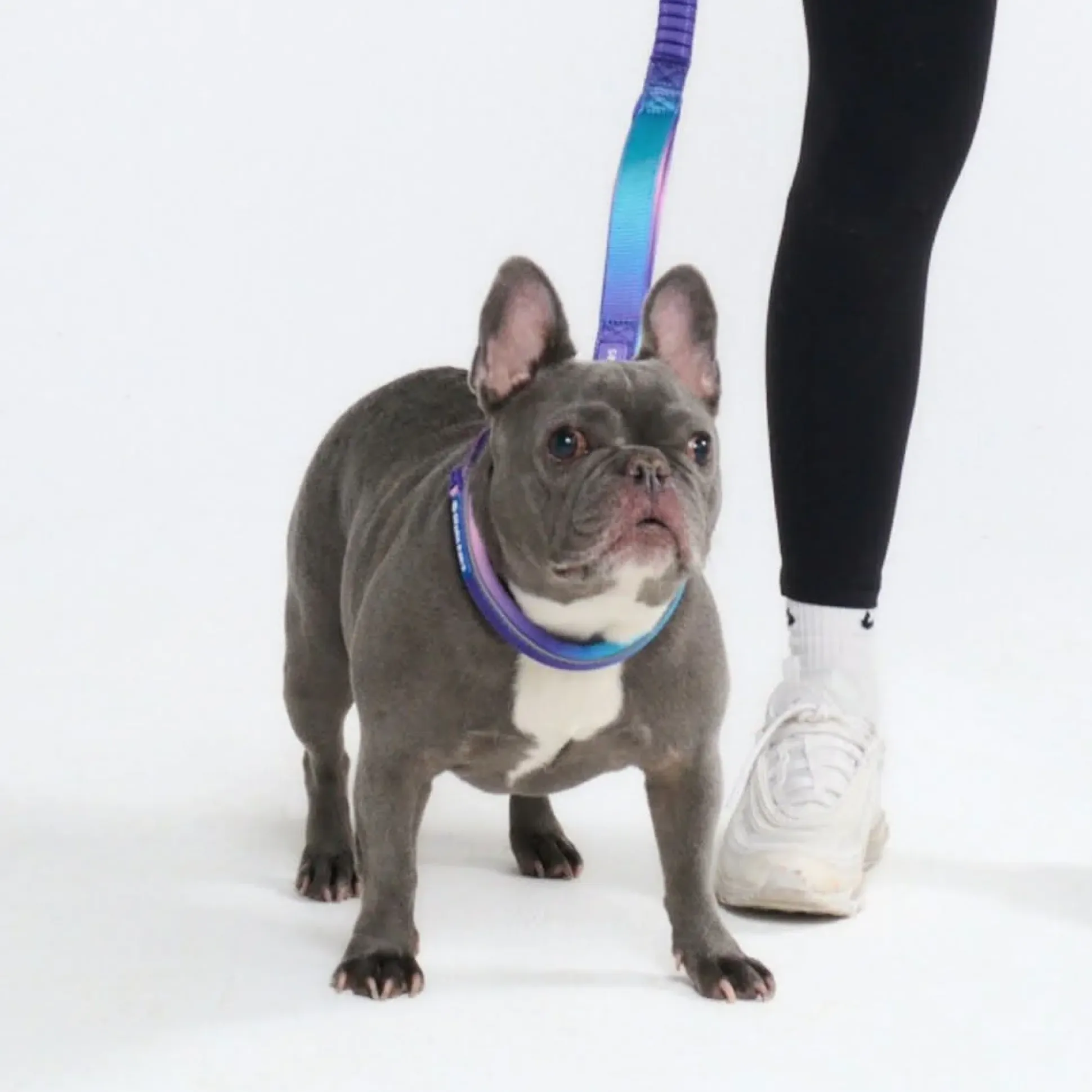 Cushioned Martingale Collar - 90s Retro