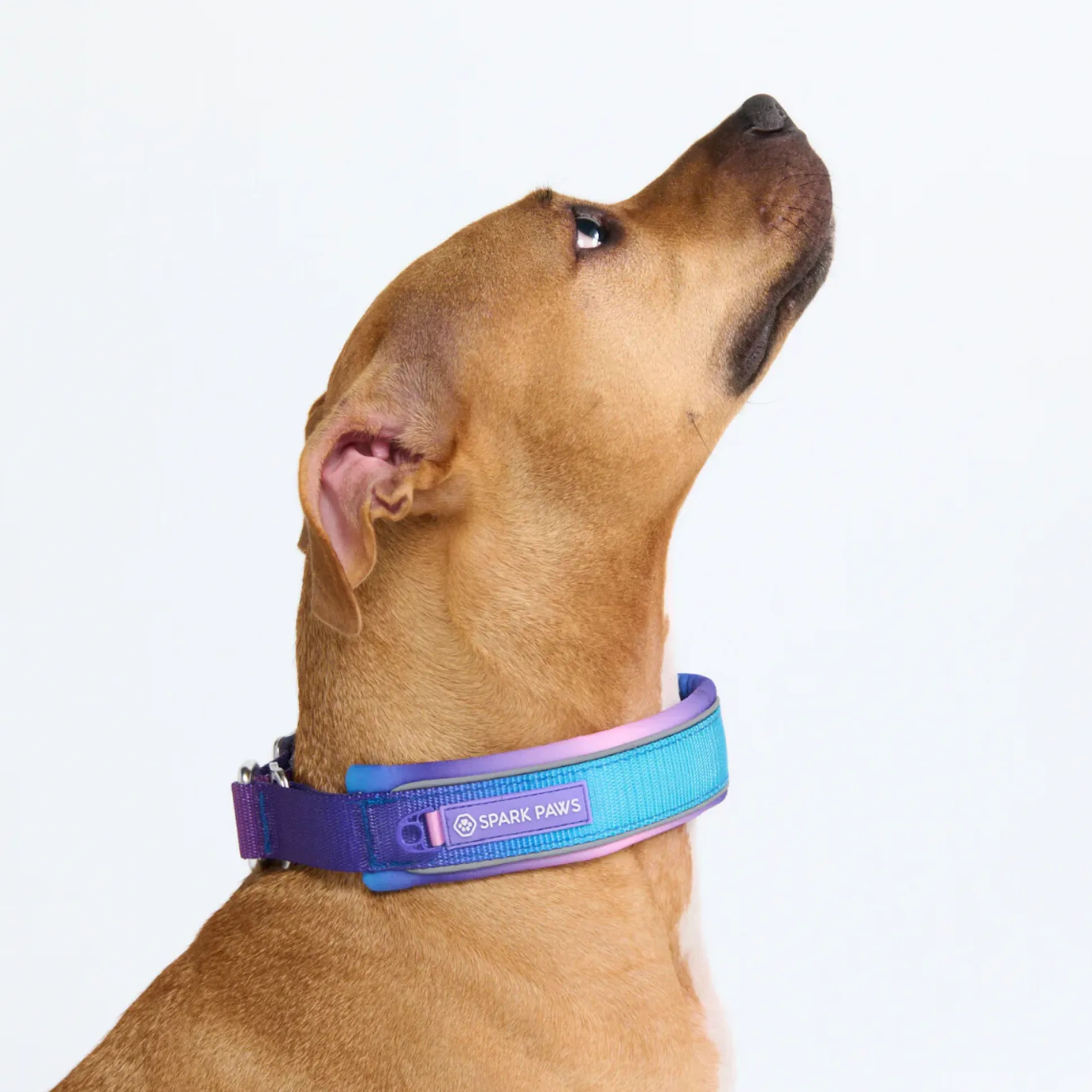 Cushioned Martingale Collar - 90s Retro