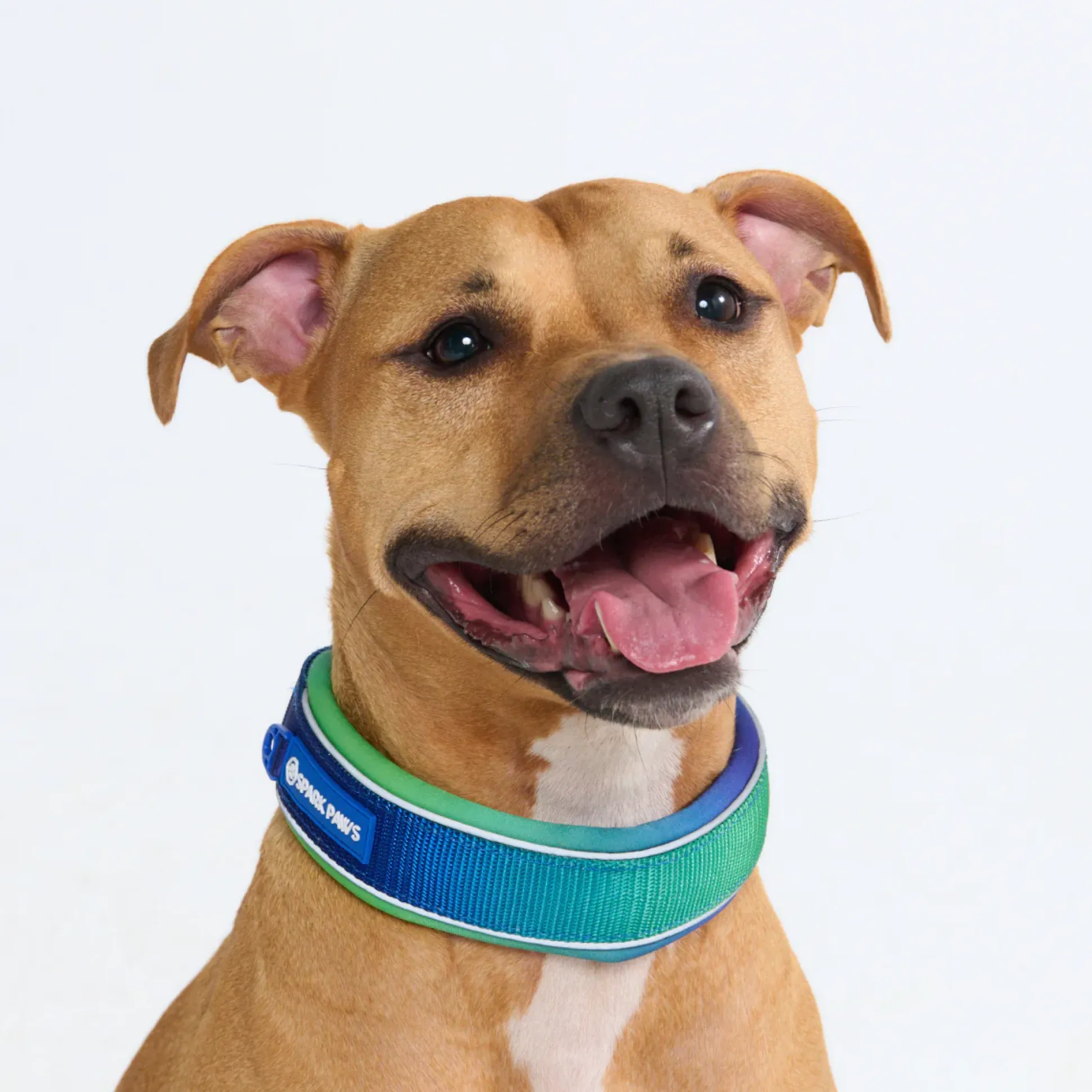 Cushioned Martingale Collar - Lime Wave