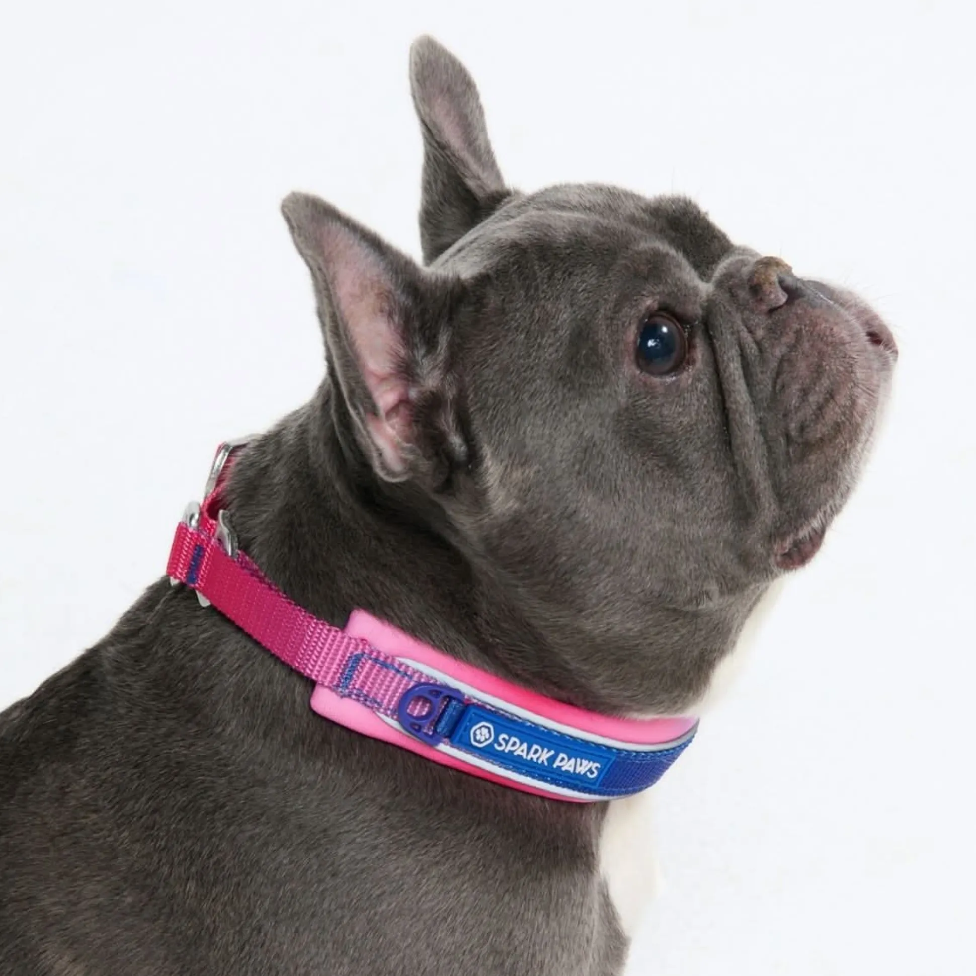 Cushioned Martingale Collar - Snow Cone