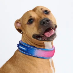 Cushioned Martingale Collar - Snow Cone
