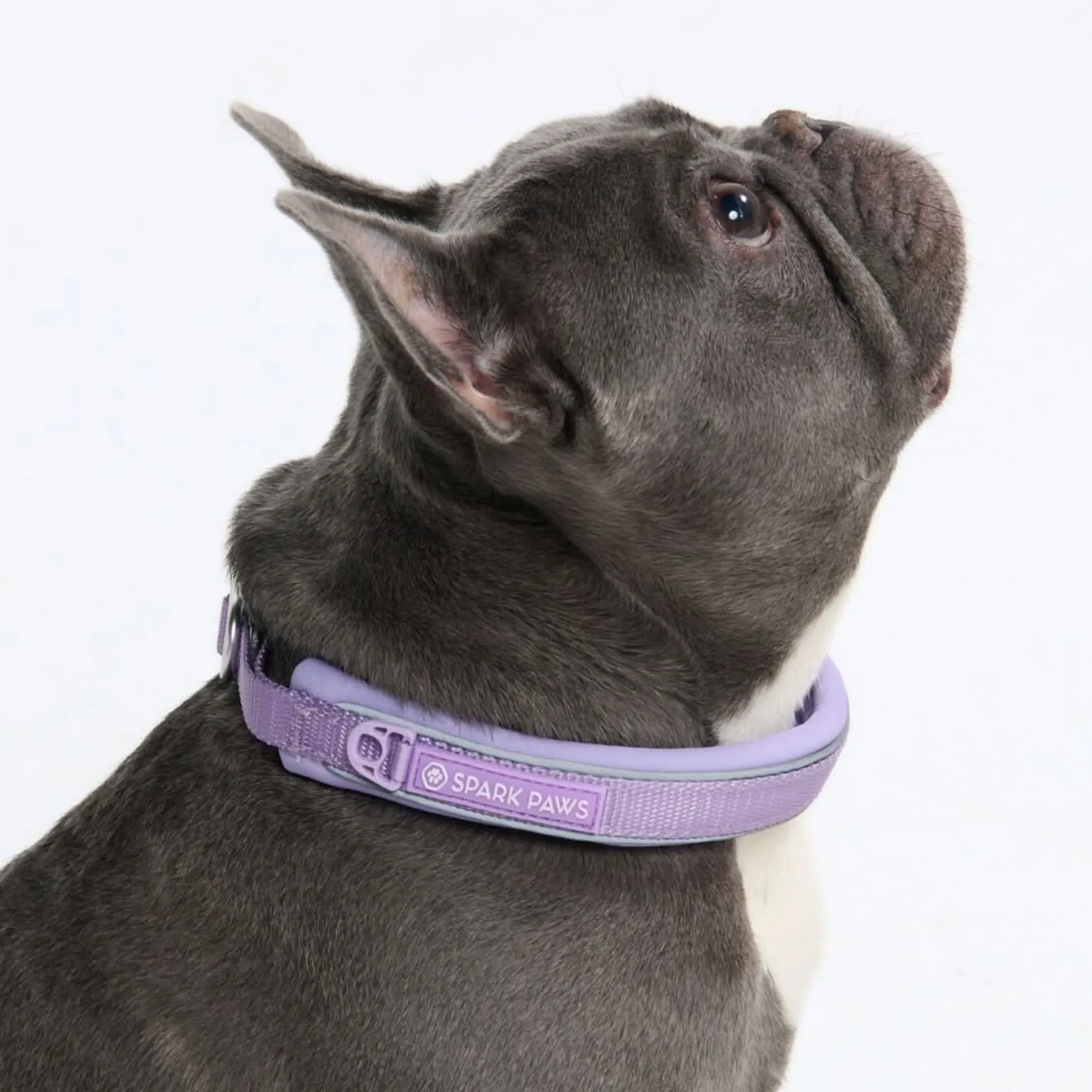 Cushioned Martingale Collar - Lilac