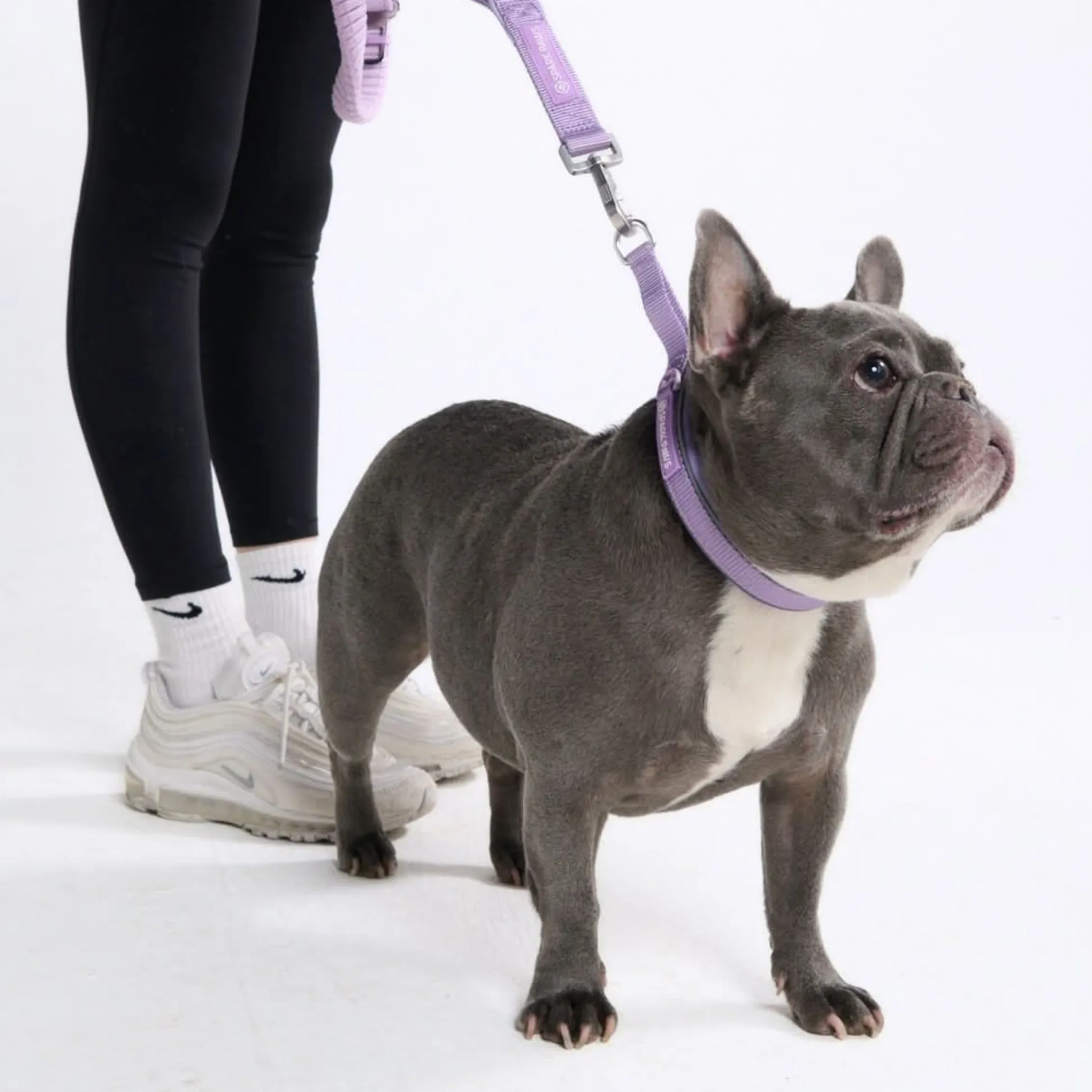 Cushioned Martingale Collar - Lilac