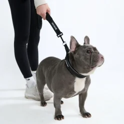 Cushioned Martingale Collar - Black