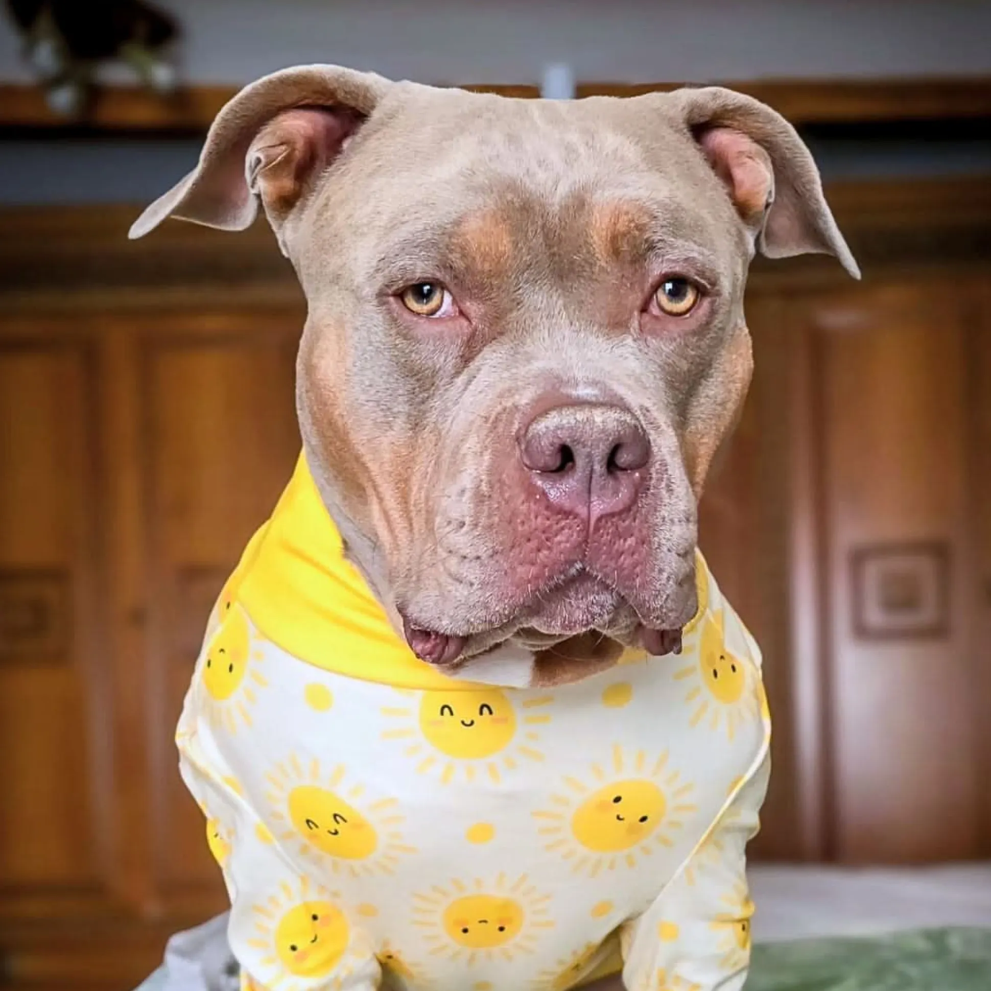 Dog Pajama - Sunshine