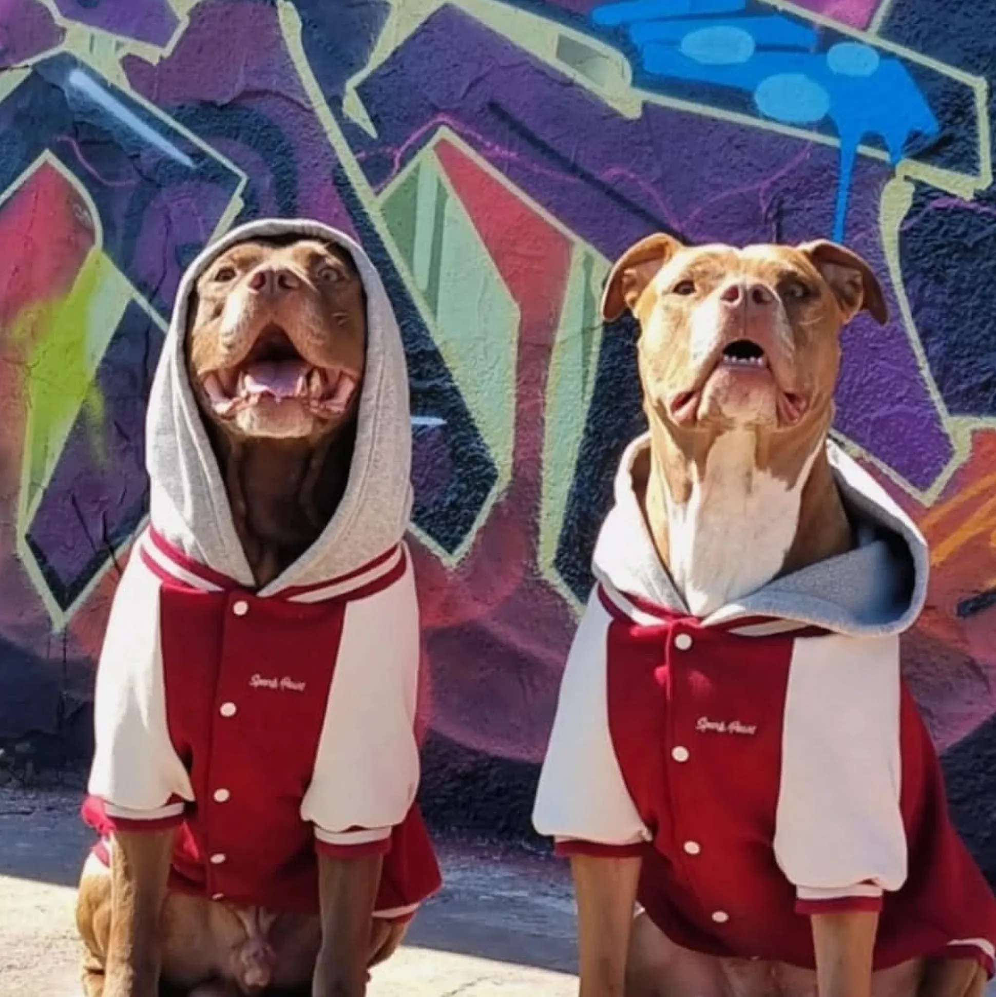 Dog Varsity Jacket - Red