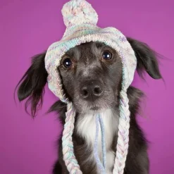 Knit Pom Pom Dog Beanie Hat - Pastel Icing