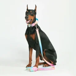 Leash and Poop Bag Holder Set