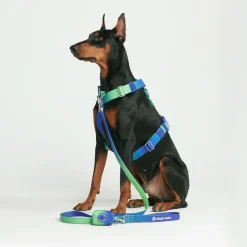 Leash and Poop Bag Holder Set - Lime Wave