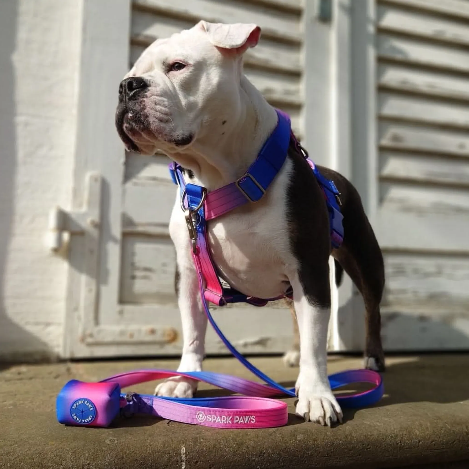 Leash and Poop Bag Holder Set - Snow Cone