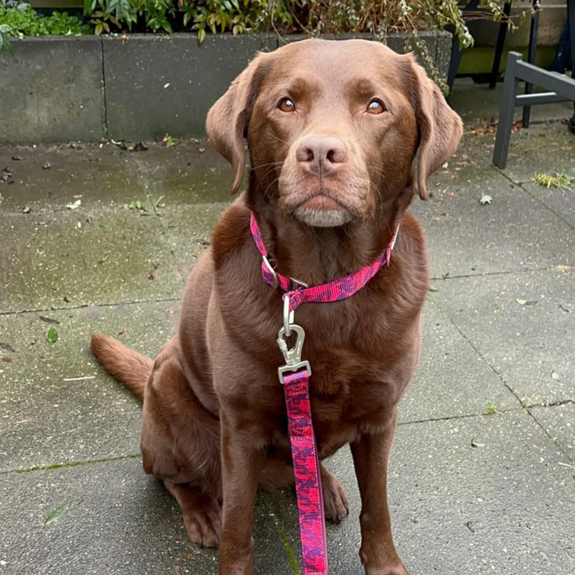 Martingale Collar Sets