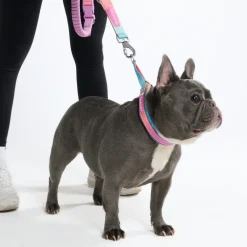 Multipurpose Seatbelt Handsfree Leash & Poop Bag Holder Set