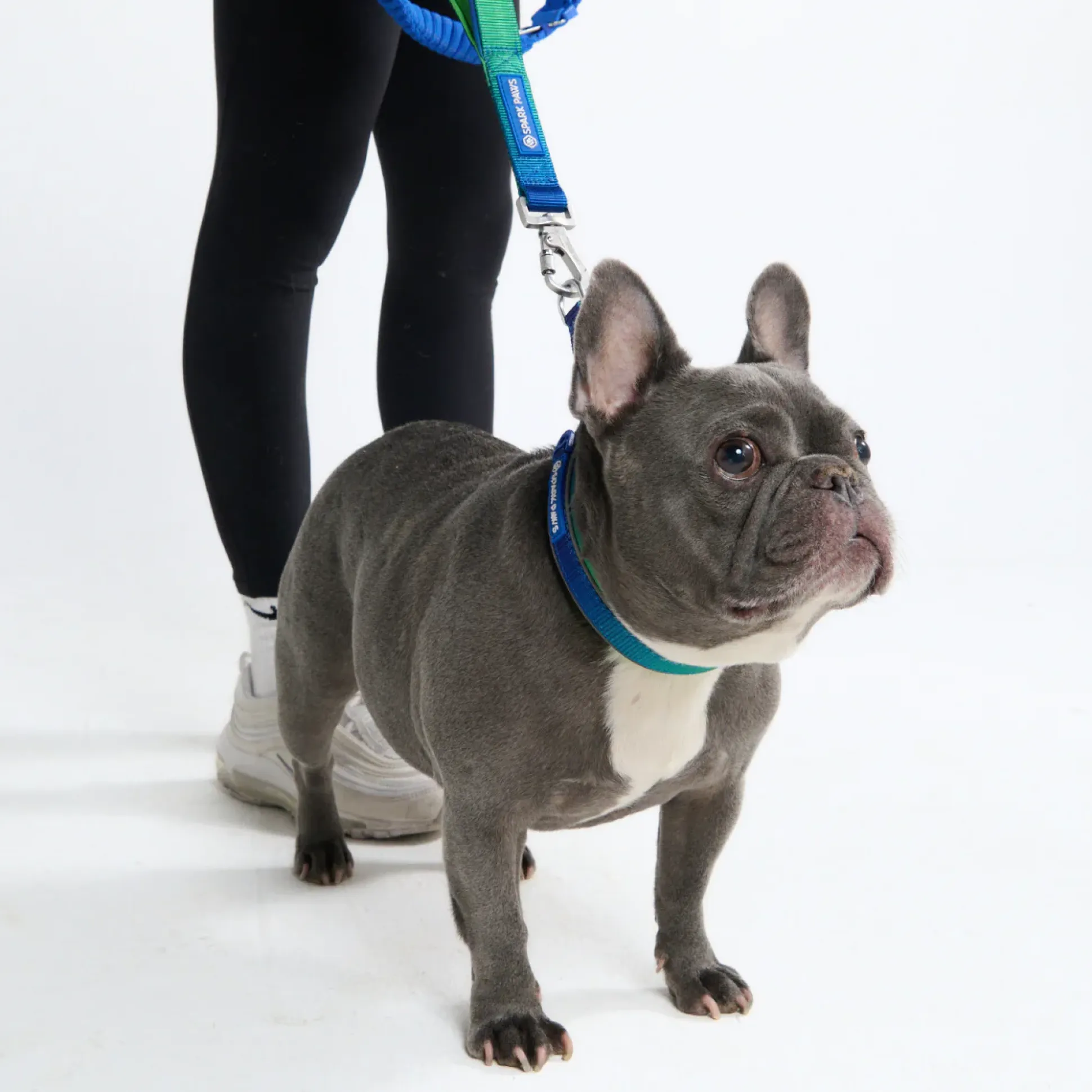 Multipurpose Seatbelt Handsfree Leash & Poop Bag Holder Set