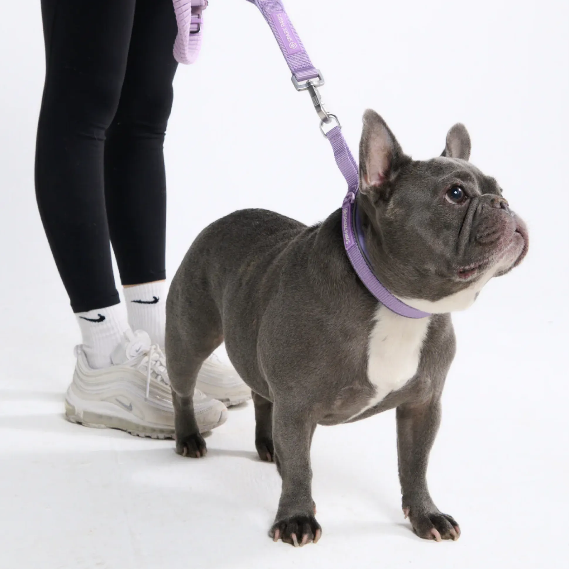 Multipurpose Seatbelt Handsfree Leash & Poop Bag Holder Set