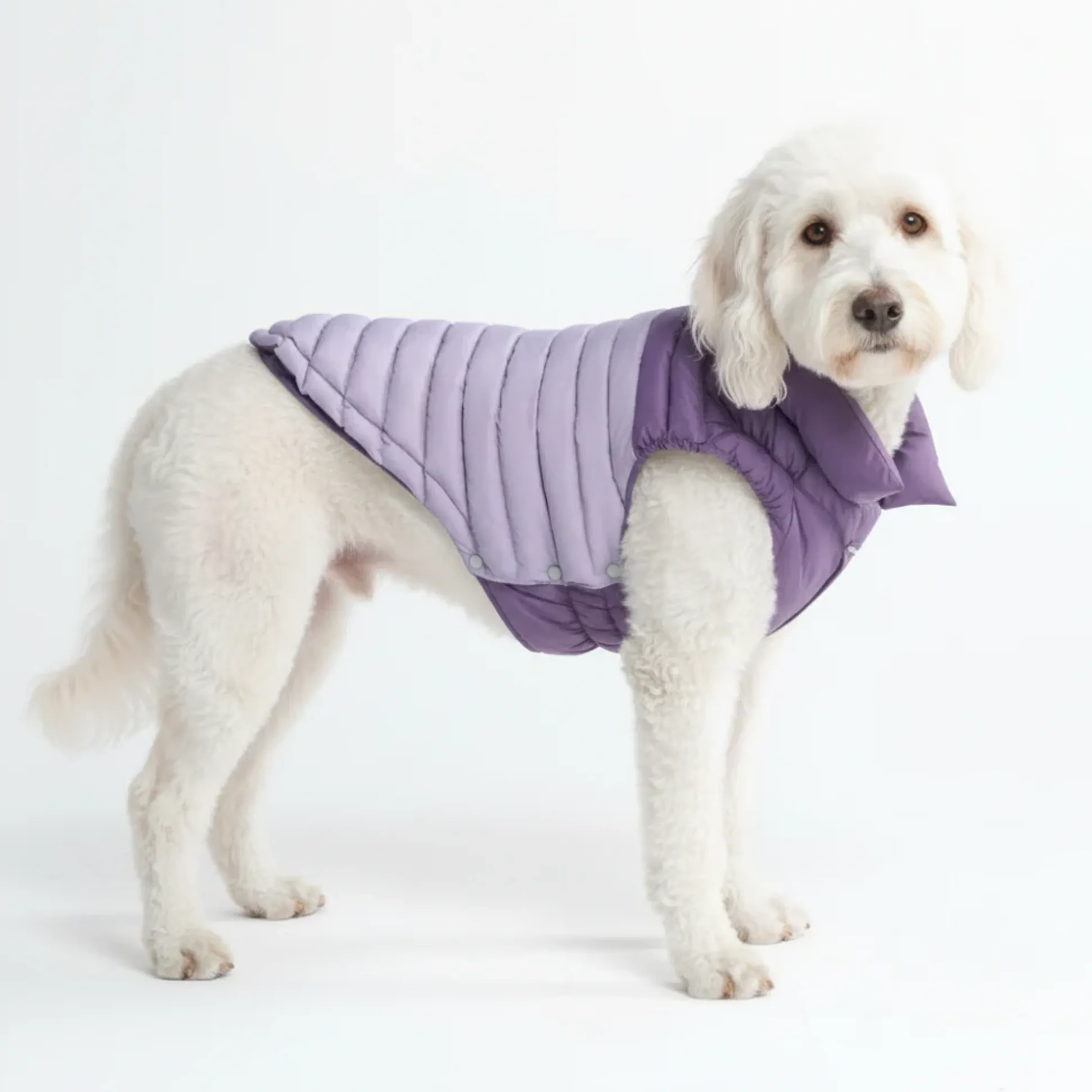 PuffShield Winter Jacket - Purple