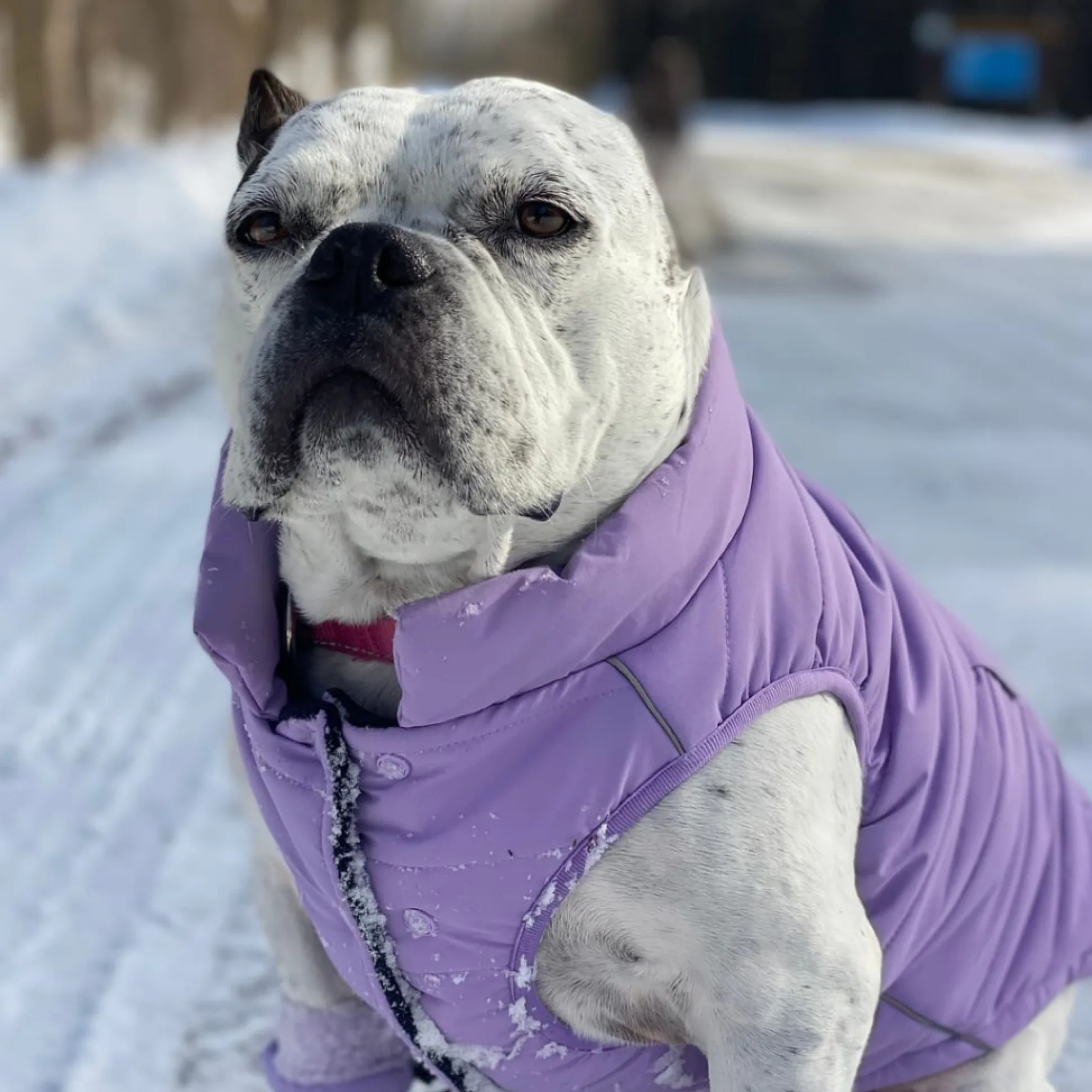 WarmShield Water-Resistant Jacket - Lilac